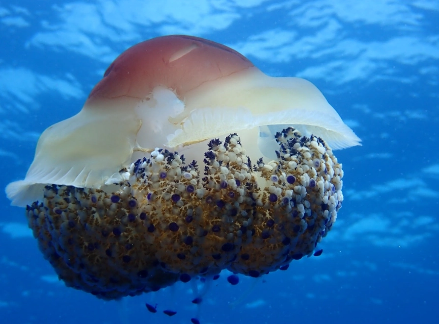 where to see fried egg jellyfish