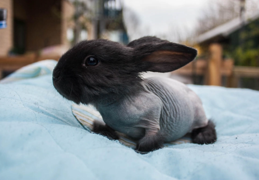 hairless rabbit