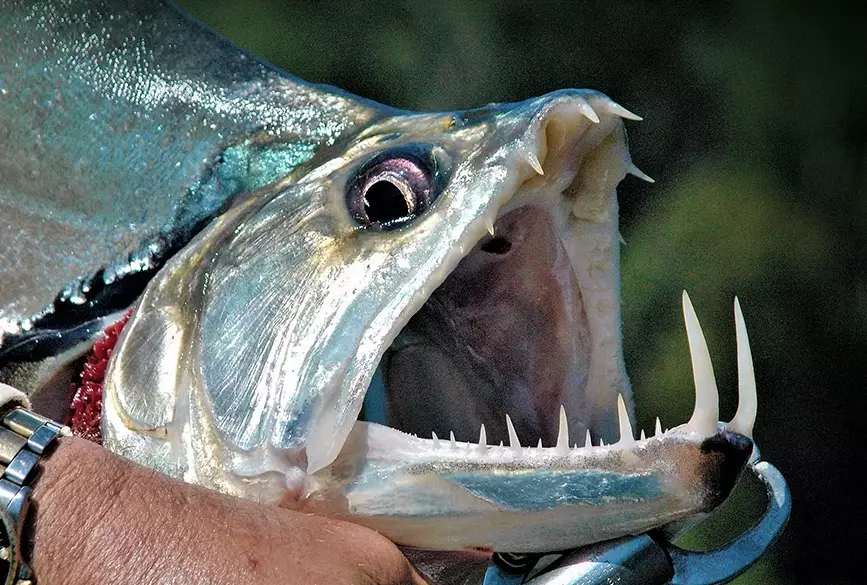 piranha teeth facts