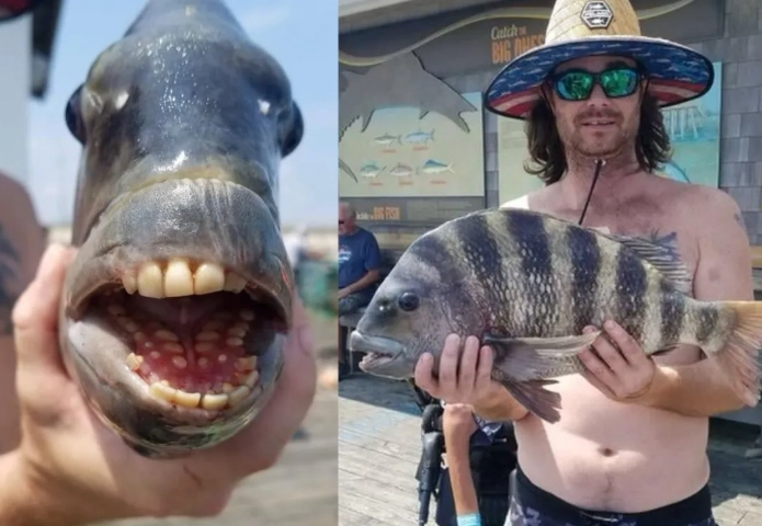 fish with human teeth fish with human teeth