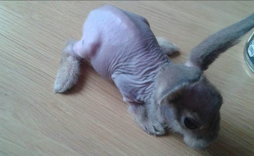 hairless rabbit health issues