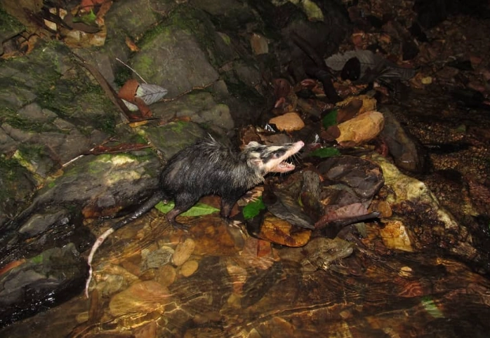 moonrat vs hedgehog moonrat vs hedgehog