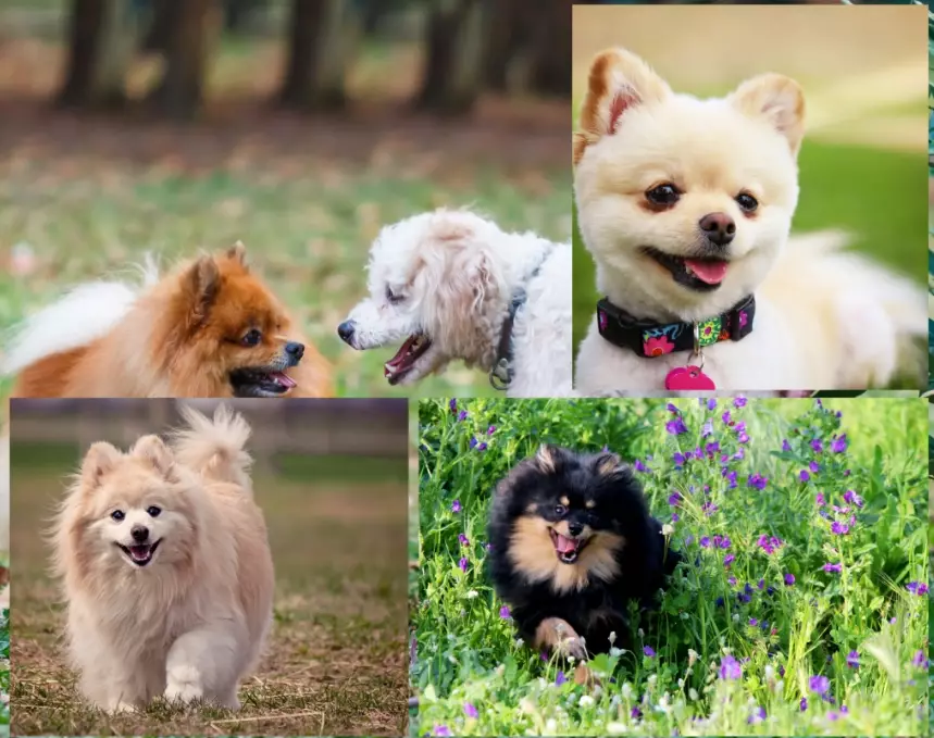 pom cross poodle temperament