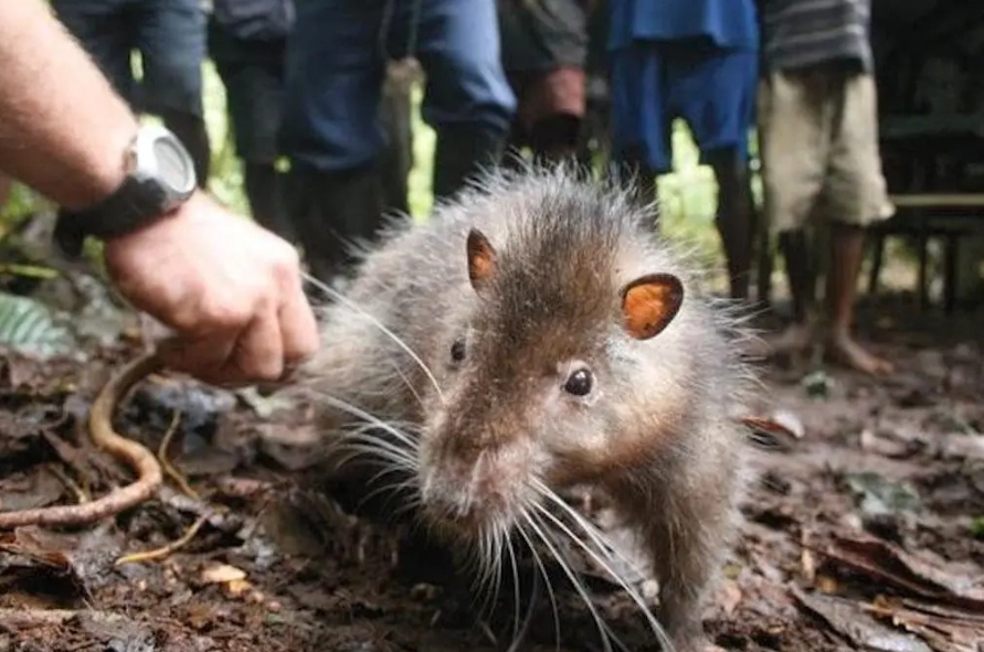 bosavi woolly rat