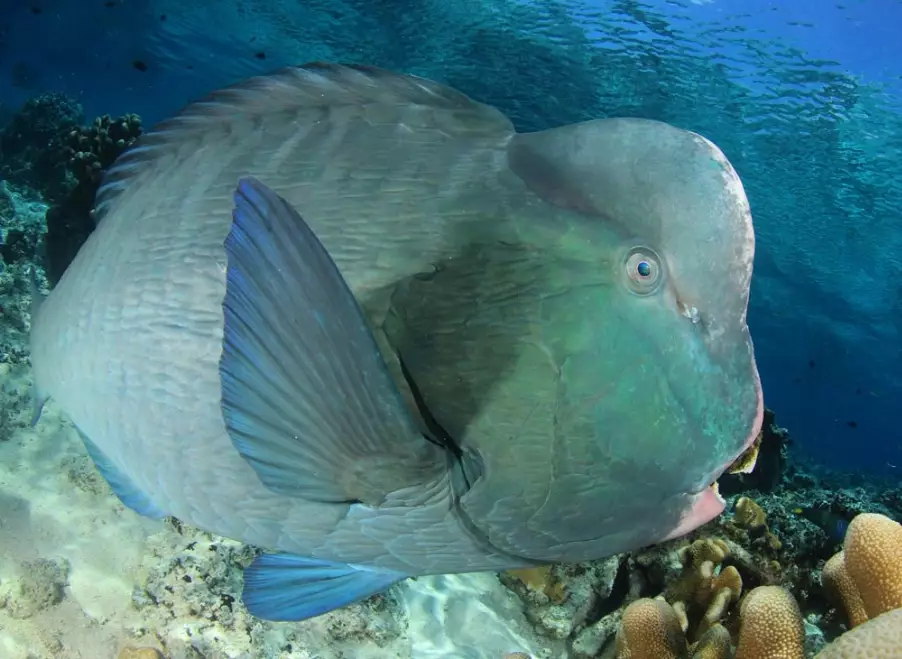 parrotfish coral reef conservation parrotfish coral reef conservation