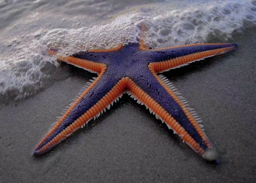 crown-of-thorns starfish