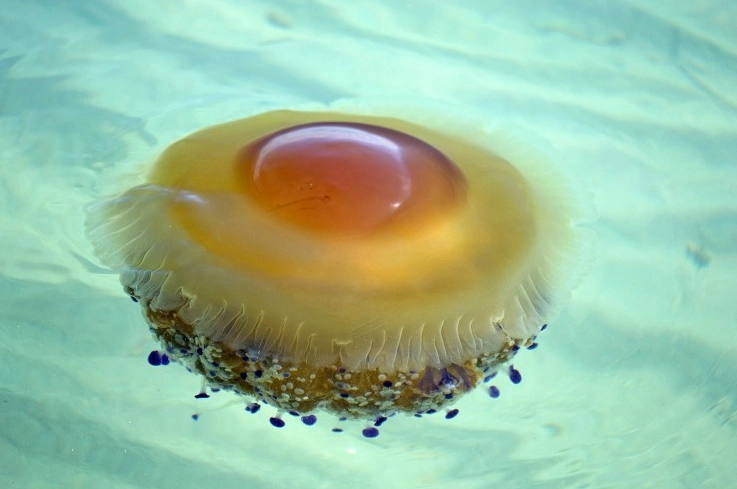 fried egg jellyfish care