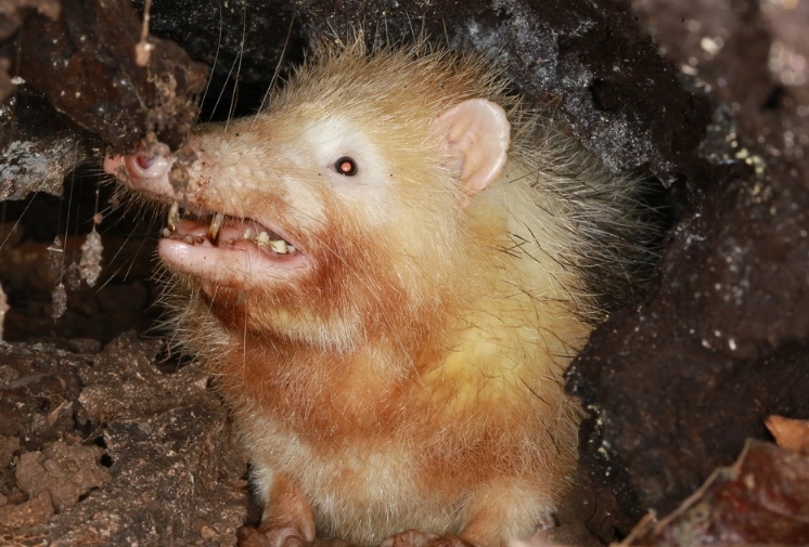 moonrat facts moonrat facts