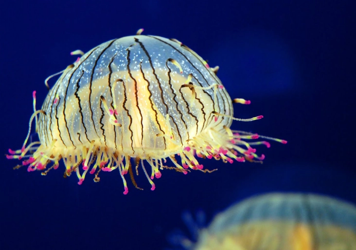 flower hat jellyfish aquarium