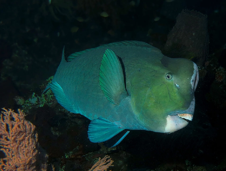 parrotfish coral reef conservation parrotfish coral reef conservation