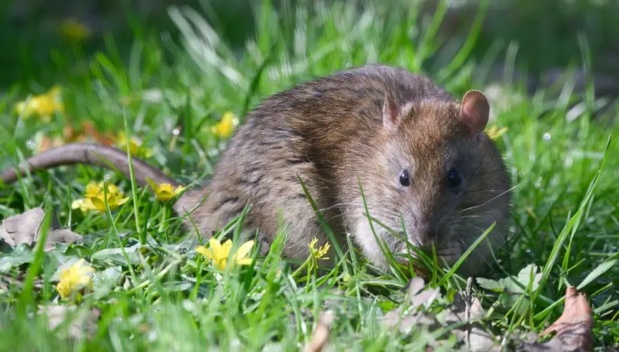 giant rat papua new guinea