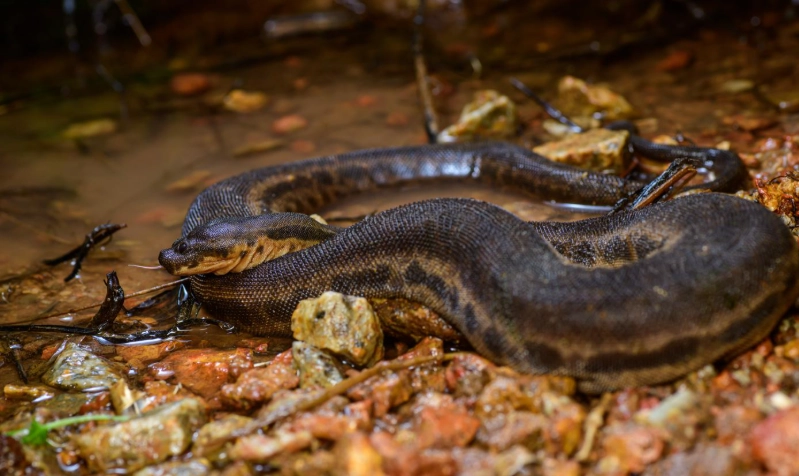 Acrochordus granulatus