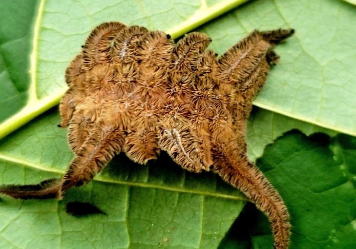 monkey slug caterpillar monkey slug caterpillar