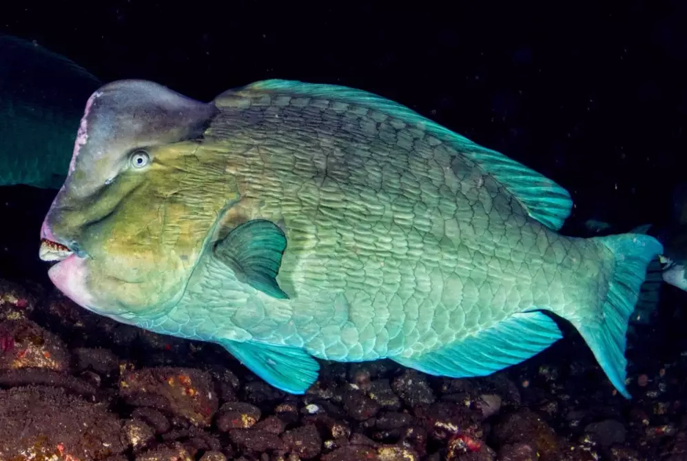green humphead parrotfish