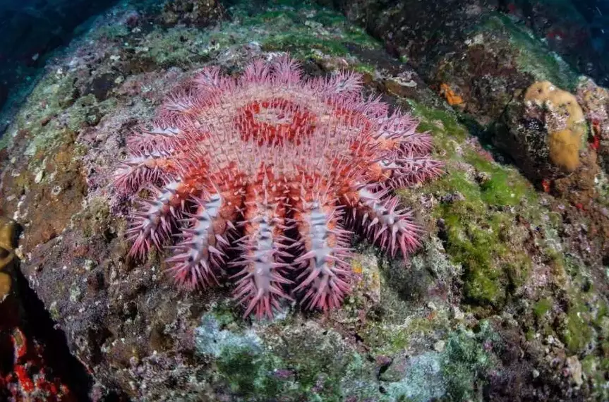 starfish identification