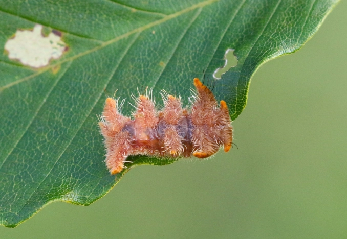 stinging caterpillar identification stinging caterpillar identification