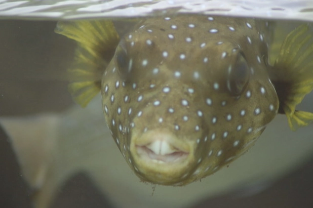 fish with buck teeth
