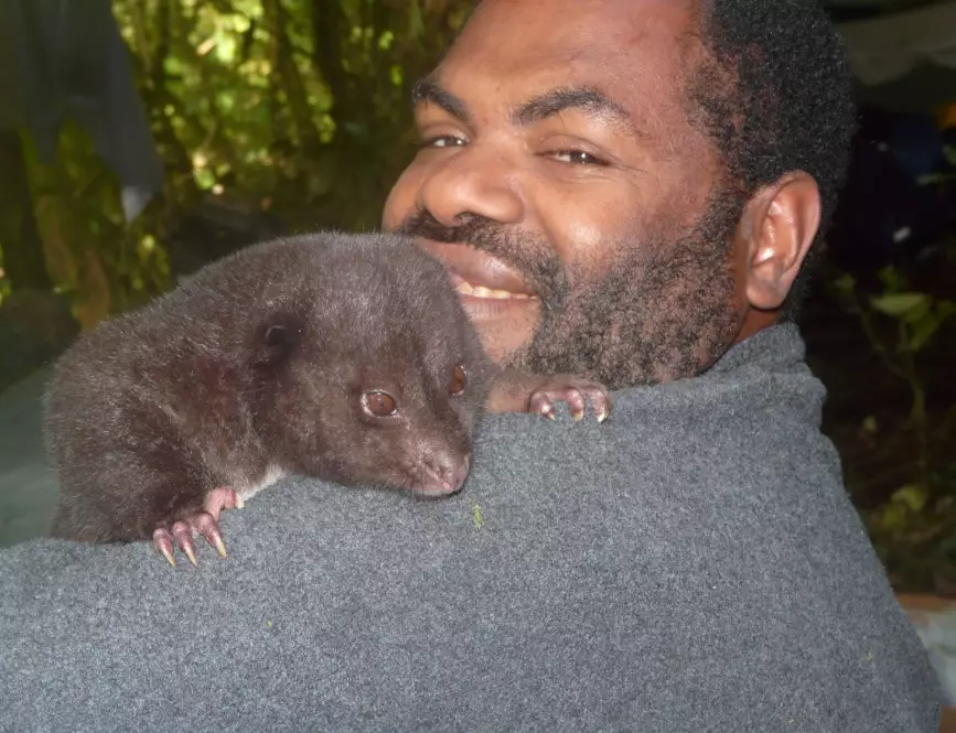 papua new guinea giant rat papua new guinea giant rat