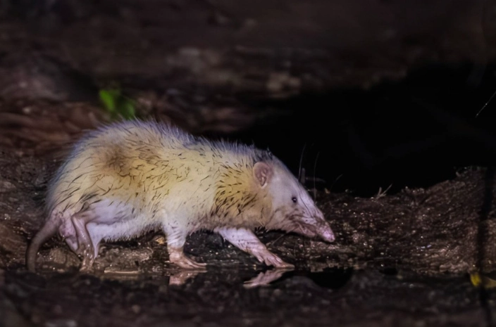 moonrat vs hedgehog moonrat vs hedgehog