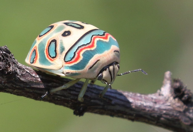 colorful garden insects colorful garden insects
