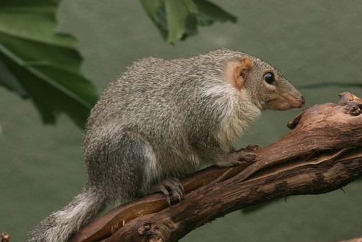 spine structure spine structure