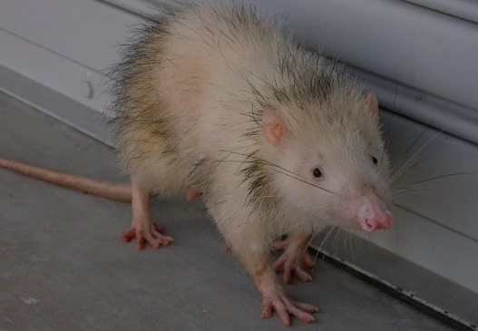 moonrat habitat moonrat habitat