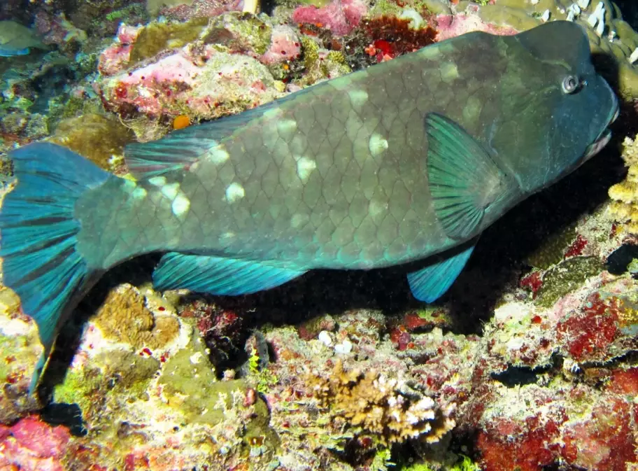 green humphead parrotfish facts green humphead parrotfish facts