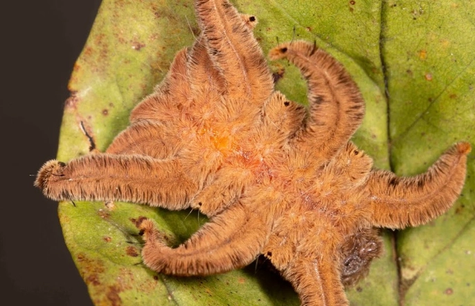 hag moth larvae hag moth larvae