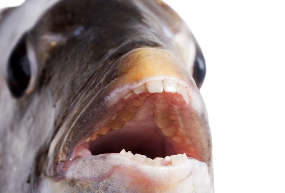 fish with human-like teeth