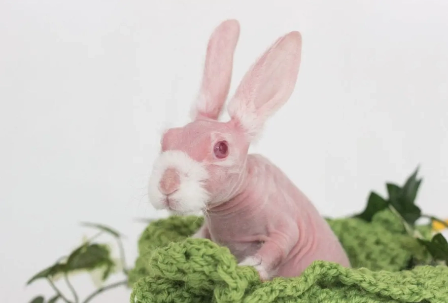 hairless rabbit health issues