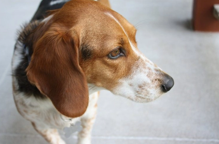 basset crossbreed