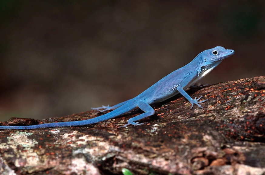 blue-tailed skink