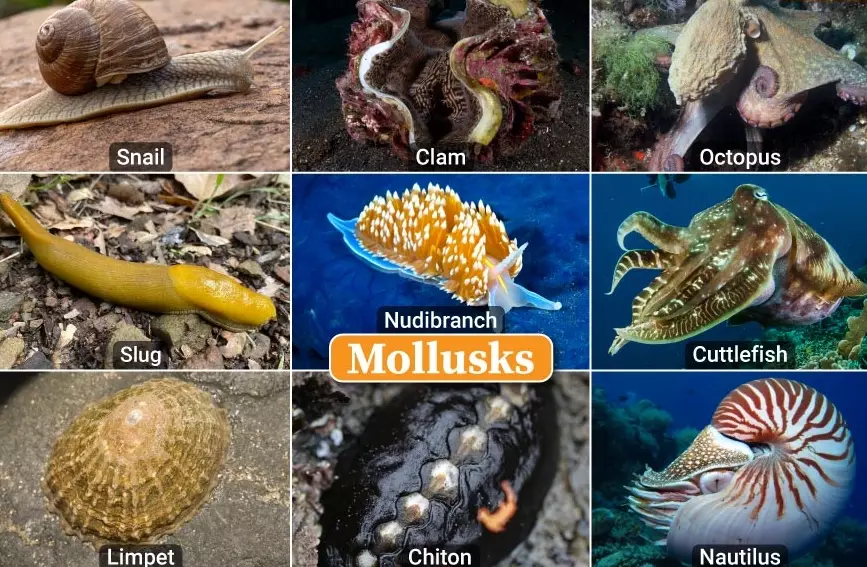 sea elephant mollusk