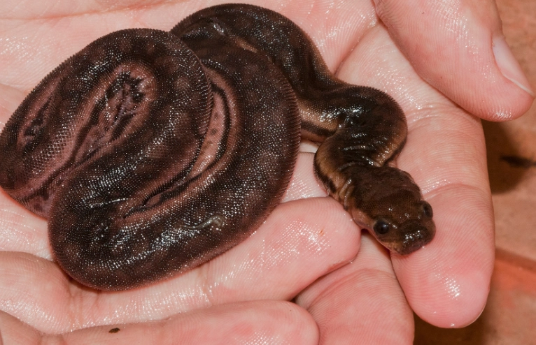 Acrochordus granulatus