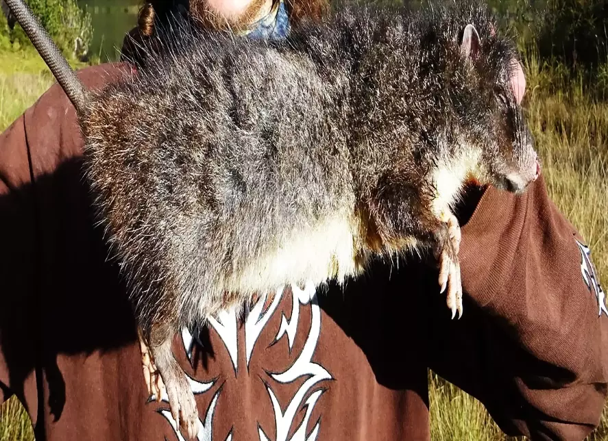 mammal discovery mammal discovery