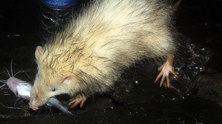 moonrat habitat moonrat habitat