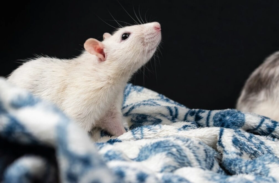 papua new guinea giant rat papua new guinea giant rat