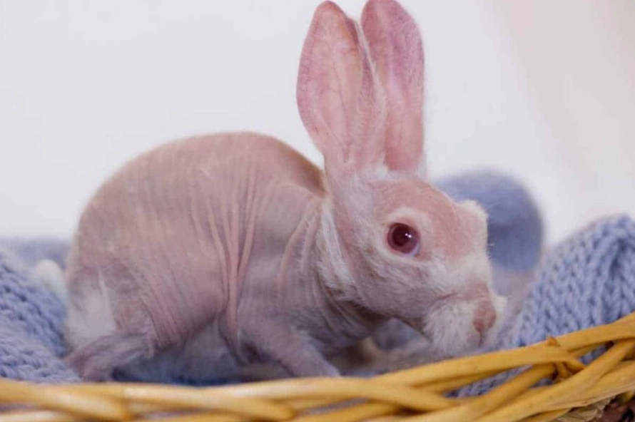 hairless rabbit care