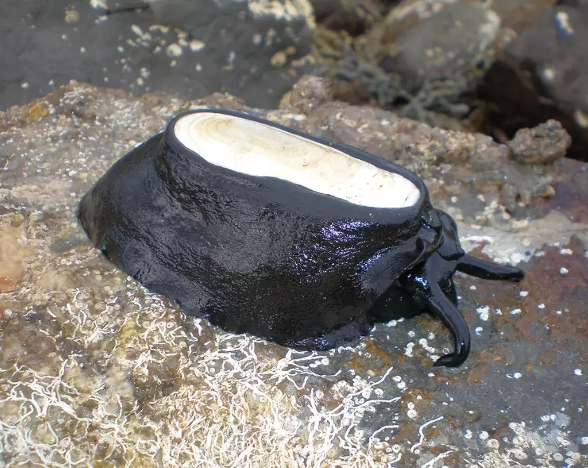 tide pool mollusk tide pool mollusk