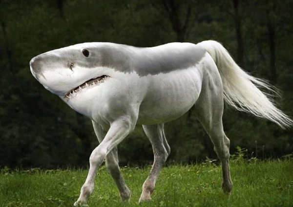 hybrid animals list hybrid animals list