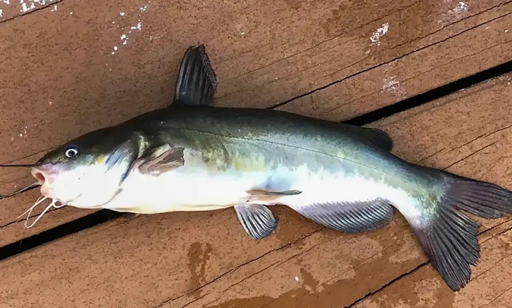 plecostomus care plecostomus care