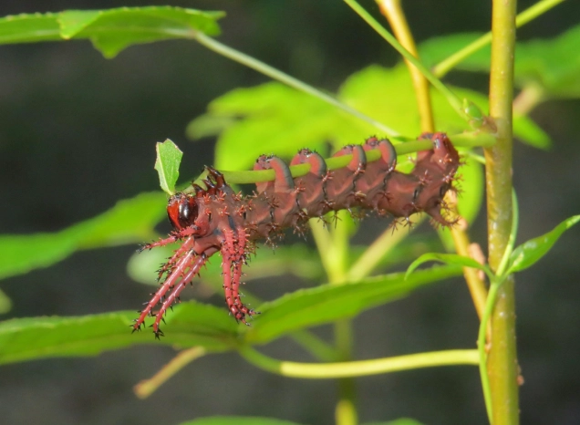 regal moth caterpillar regal moth caterpillar