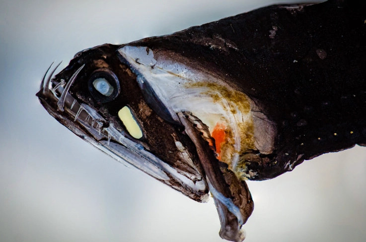 Idiacanthus atlanticus