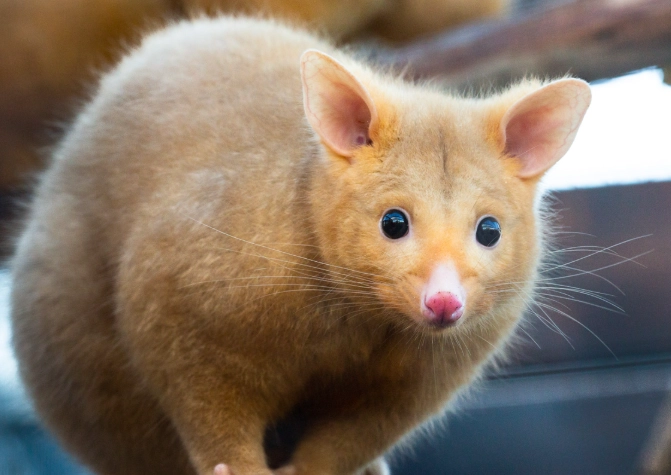 golden possum