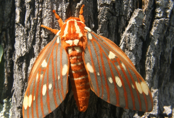 regal moth facts regal moth facts