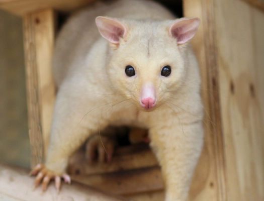 golden possum Australia