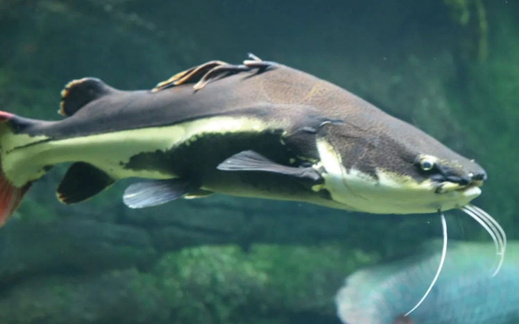 freshwater catfish types freshwater catfish types