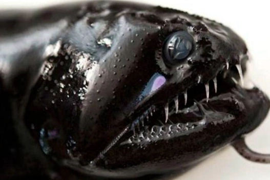 black dragonfish