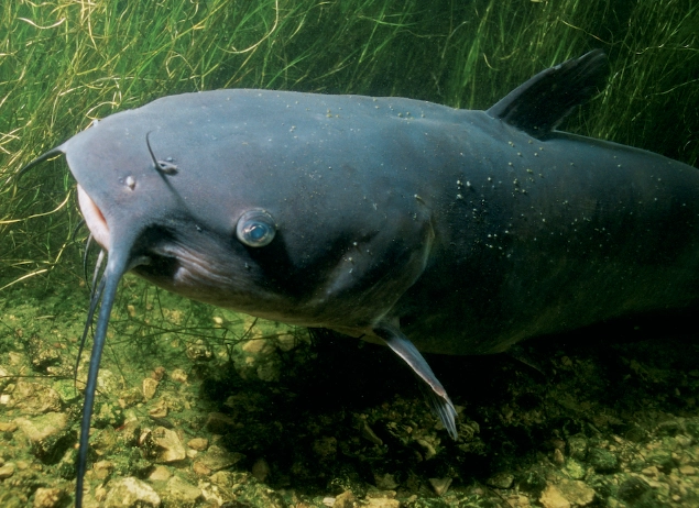 plecostomus care plecostomus care