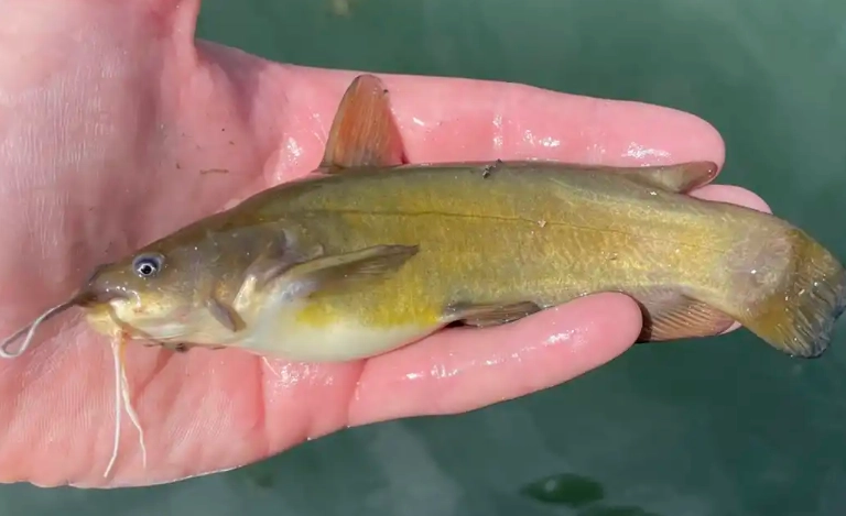 catfish species for aquarium catfish species for aquarium